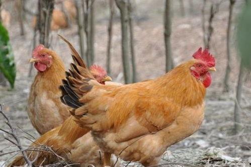 飞哥爆料整只鸡视频播放,整只鸡视频播放背后的惊人真相