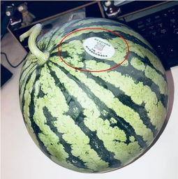 滨州吃瓜网红,带你领略美食与娱乐的双重魅力 第1张 滨州吃瓜网红,带你领略美食与娱乐的双重魅力 第1张