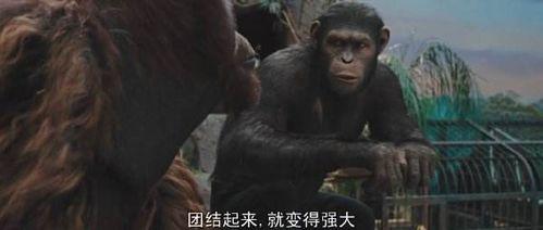 猩猿崛起在线观看,智勇逆袭，重铸家园传奇  第2张